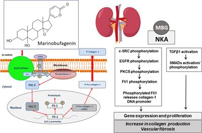 Endogenous bufadienolides, mineralocorticoid receptor antagonists and fibrosis in chronic kidney disease